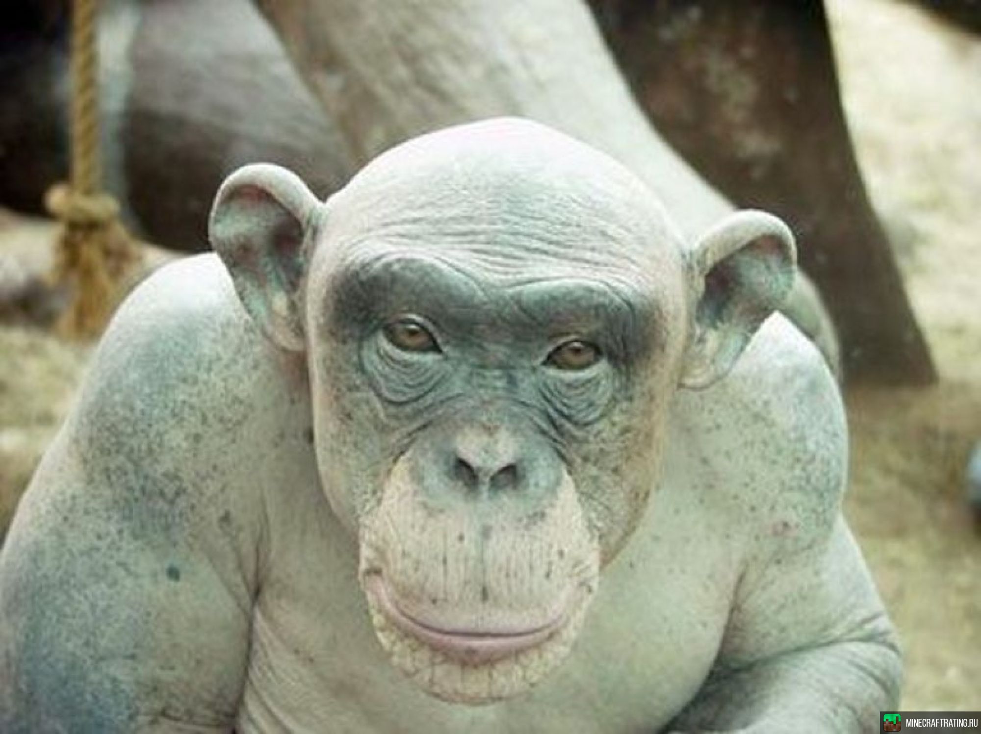 Скриншот 🔫🤨 БОМЖАТСКАЯ РЕЗНЯ! 🐷👍 BoxPvP😈 сервер Майнкрафт