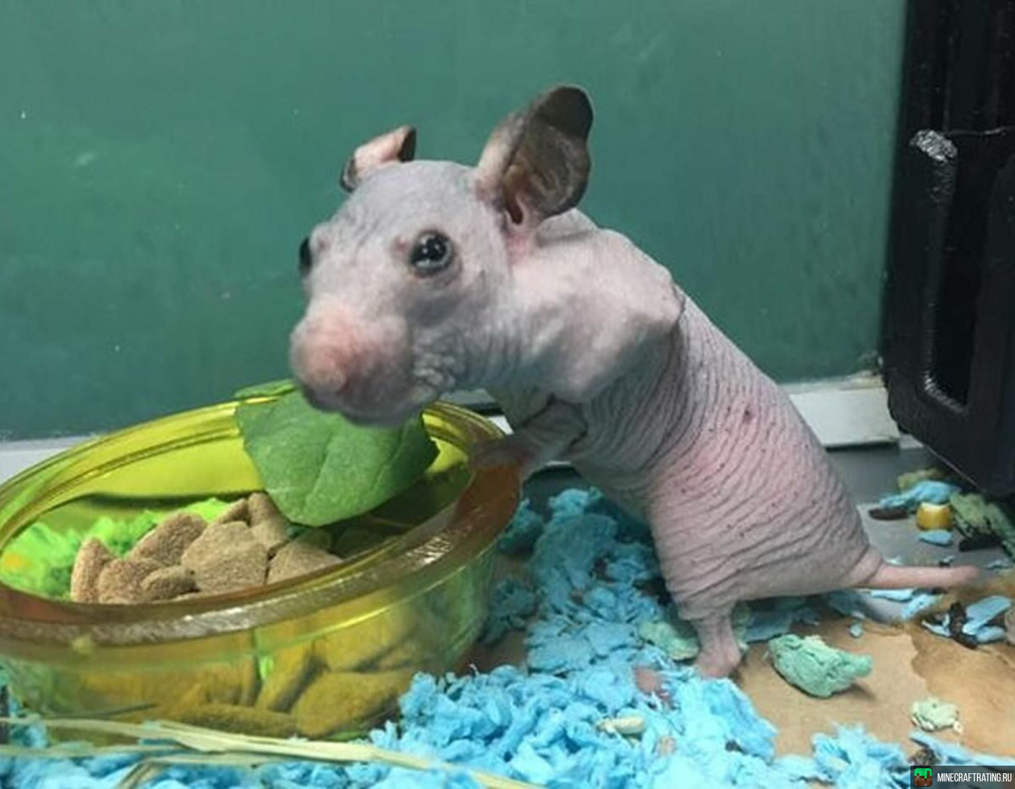 Скриншот 🔫🤨 БОМЖАТСКАЯ РЕЗНЯ! 🐷👍 BoxPvP😈 сервер Майнкрафт